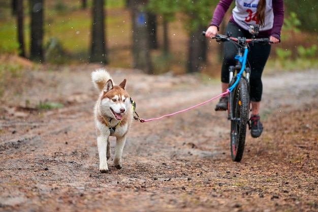 Bikejoring dog mushing race
