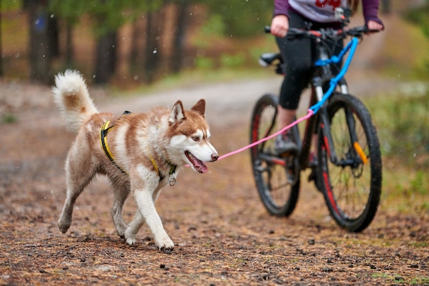 Bikejoring собака спортивные соревнования