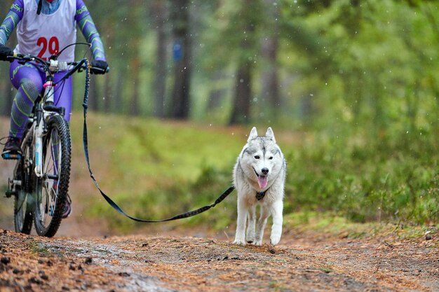 Bikejoring honden mushing race