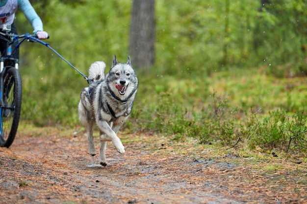 Bikejoring 썰매 개 mushing 경주. 허스키 썰매 개는 개 musher와 함께 자전거를 당깁니다. 가을 경쟁.