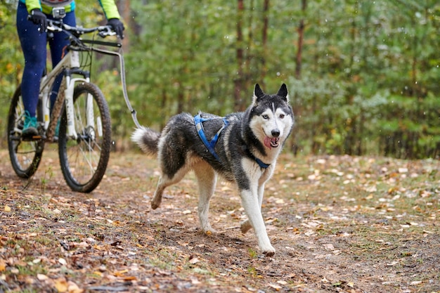 走っている自転車のそり犬