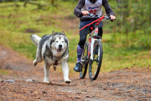 Bikejoring sledehond mushing race. Husky sledehonden trekken een fiets met hondenmusher. Herfst competitie.