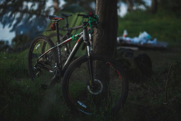 Bikes camping in pine forest at night