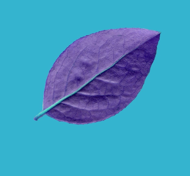 Bilberry blue leaf isolated on blue background Beautiful spring nature