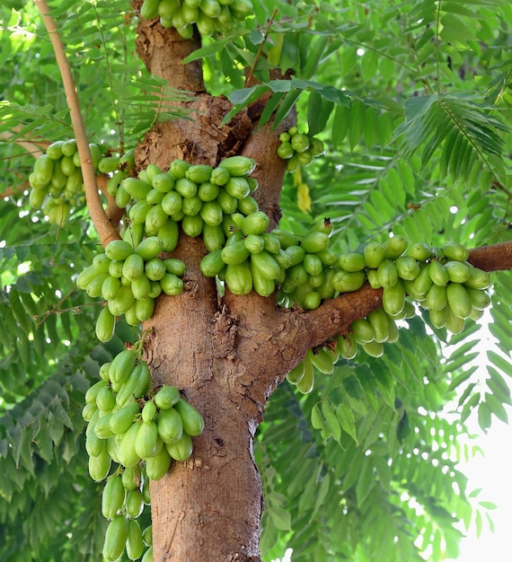 Bilimbi (Averhoa bilimbi Linn.) Of komkommervruchten op boom