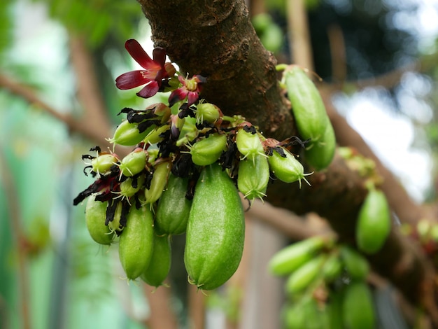 Bilimbi of komkommervrucht en bloem