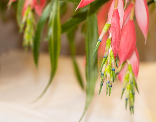 Photo billbergia flower in pink color close up how to care for billbergia concept