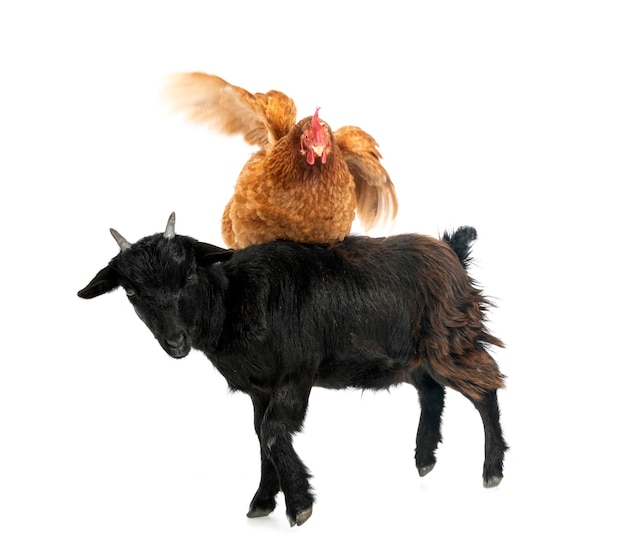 Billy goat and chicken in front of white background