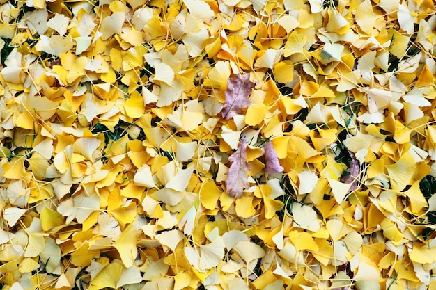 Biloba bladeren van ginkgo biloba liggend op de grond Geel gebladerte Ginkgo een geslacht van bladverliezende gymnospermen relict planten van de Ginkgo-klasse Herfst in het stadspark of bos Natuurlijke achtergrond