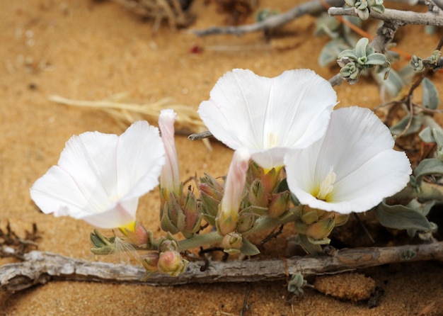 Bindweed on the sand