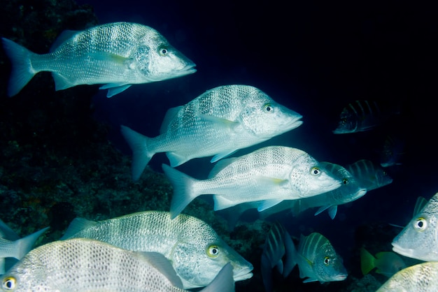 Binnen een gigantische reizende tonijnschool van dichtbij in de diepblauwe zee