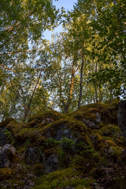 Binnen zomer gemengd Karelisch bos