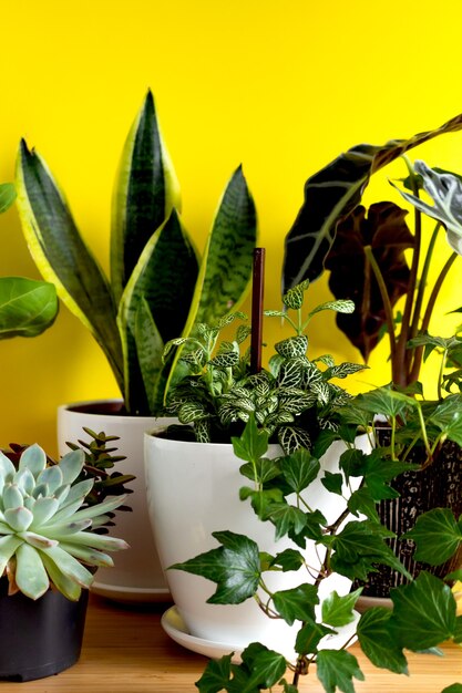 Binnenhuis tuinplanten. Collectie diverse bloemen - Snake plant, vetplanten, Ficus Pumila, lyrata, Hedera helix, Alocasia sanderiana. Stijlvolle plantkunde samenstelling van huis interieur gele achtergrond.