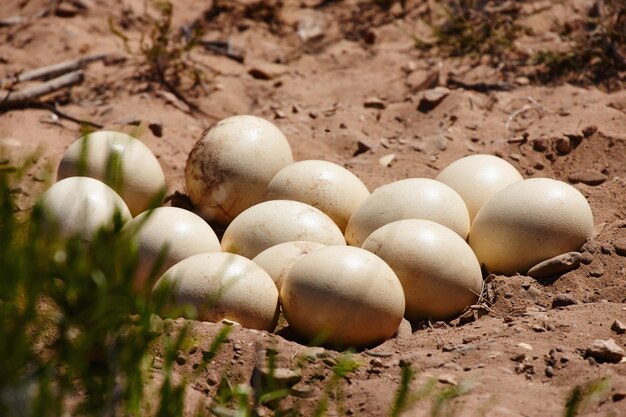 Binnenkort grote vogels... Shot van een nest struisvogeleieren in het zand.