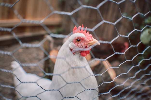 Foto binnenlandse boerderij kip pluimvee pasen biologische eieren dorp cock cage gratis