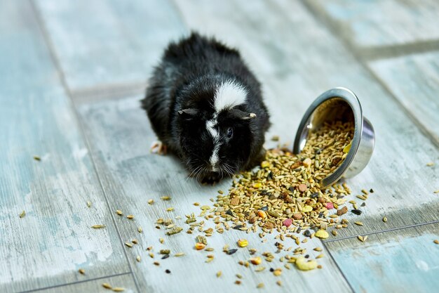 Binnenlandse cavia droog graan eten uit metalen kom thuis