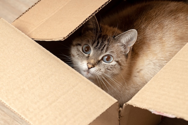 Foto binnenlandse cyperse kat verstopt in een kartonnen doos. huisdier