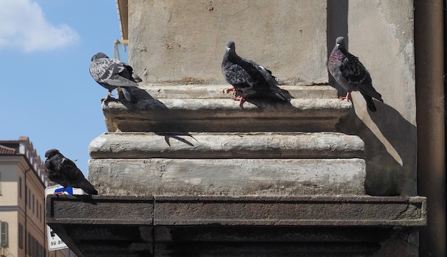 Binnenlandse duif wetenschappelijke naam Columba livia domestica vogel dier