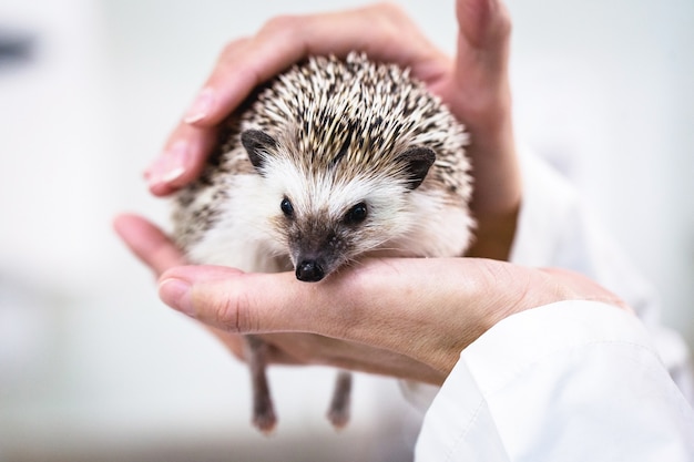 Binnenlandse egel wordt verzorgd door dierenartsen, dierenverzorging