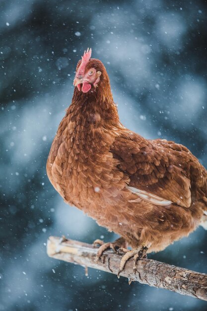 Binnenlandse eieren Kip op een houten tak tijdens Winter Storm