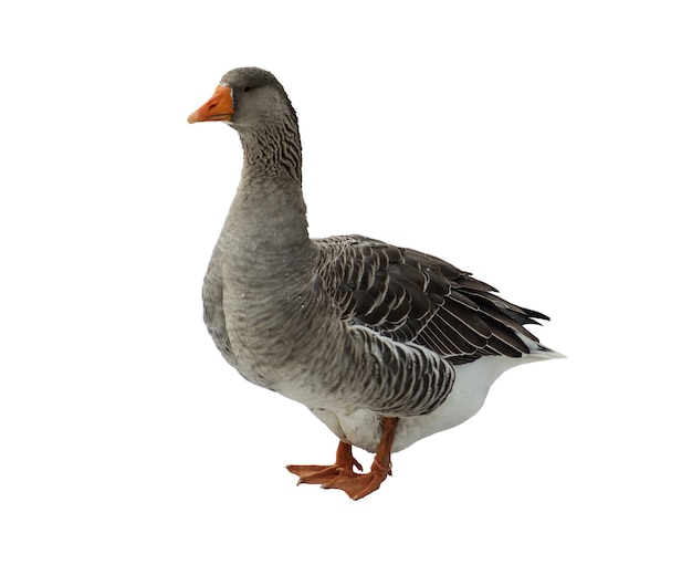 Binnenlandse gans, Anser domesticus, geïsoleerd op wit