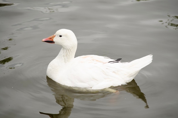 Foto binnenlandse gans in de vijver anser domesticus groene vijverfoto