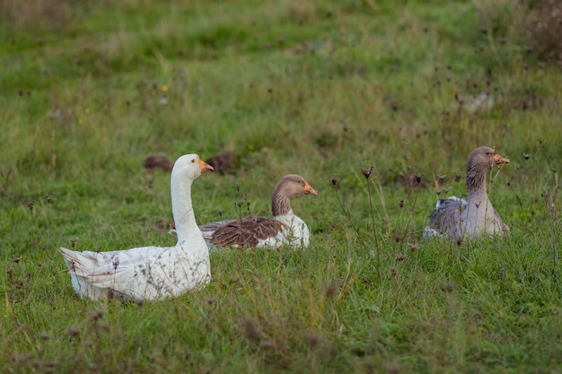 Binnenlandse ganzen op een weide Ganzen in het gras kudde ganzen