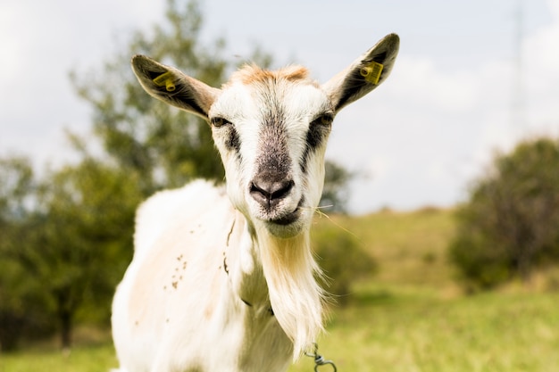 Binnenlandse geit met gras in mond