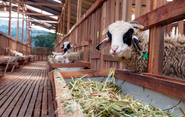 Binnenlandse geiten eten gefermenteerd gras in de boerderij in Kulon Progo Yogyakarta Indonesië