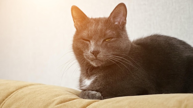 Binnenlandse grijze pluizige kat zittend op de bank in de kamer