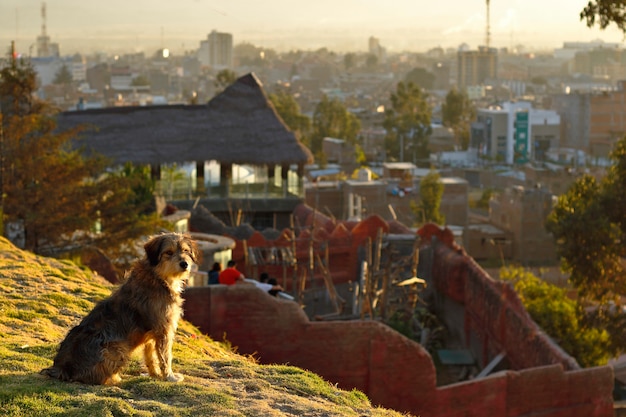 Binnenlandse hond die de horizon over zonsondergang overweegt