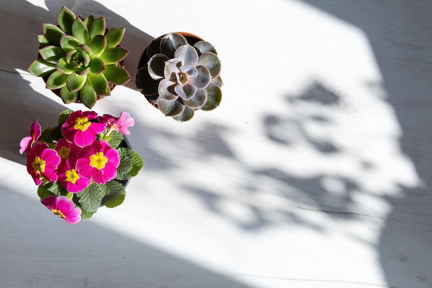 Binnenlandse huisbloemenpot op vensterbank op zonnige dag