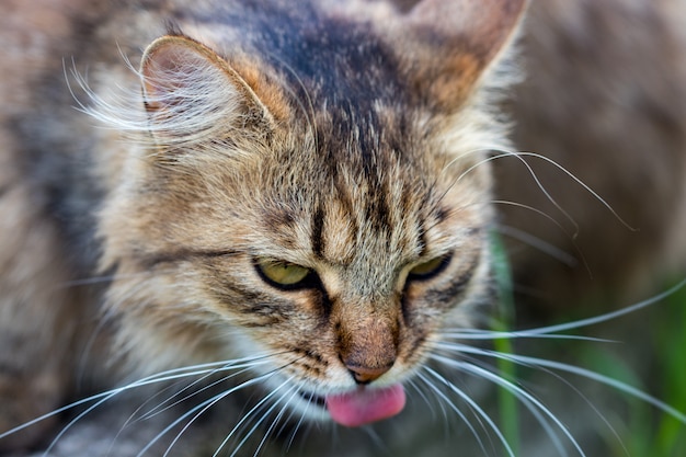 Binnenlandse kat die naar de camera staart