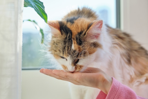Binnenlandse kat eet droog voedsel uit de handen van een hild-meisje