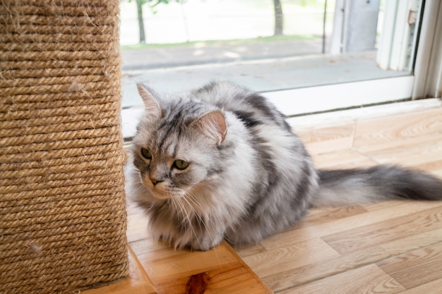 Binnenlandse kat gekoeld in coffeeshop