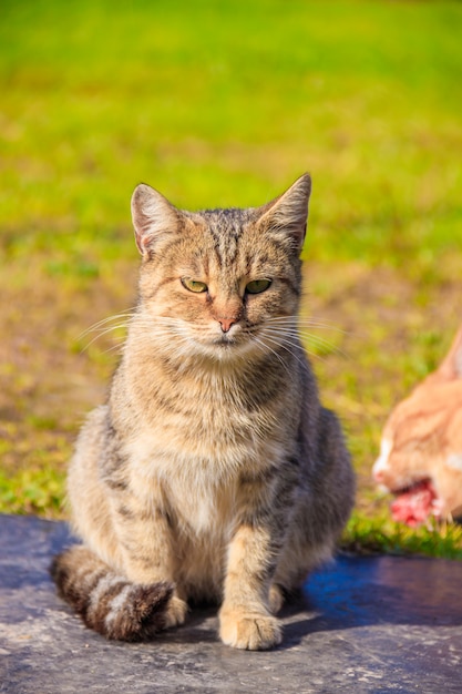 Binnenlandse kat op een wandeling in de tuin. Een huisdier. Kat. Kat op een wandeling. Zoogdier. Dierenhaar.