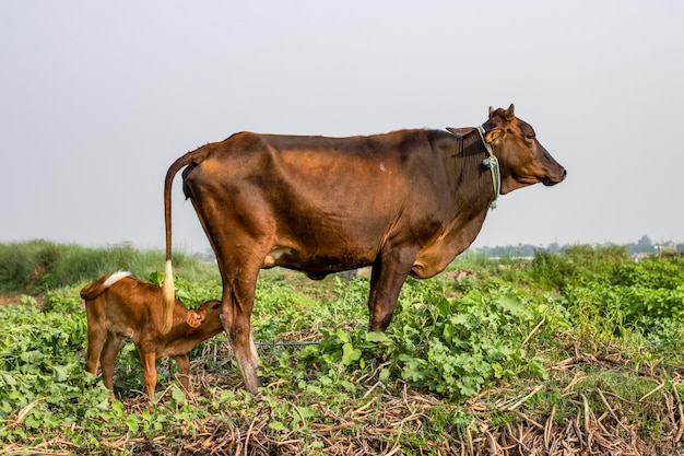 Binnenlandse koe staande op de weide grasland met borstvoeding kalf