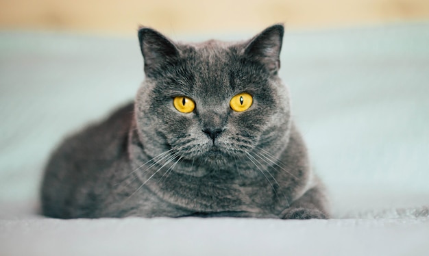 Binnenlandse mooie kat. Brits korthaar kat met expressieve oranje ogen terwijl ze op het bed in de kamer ligt