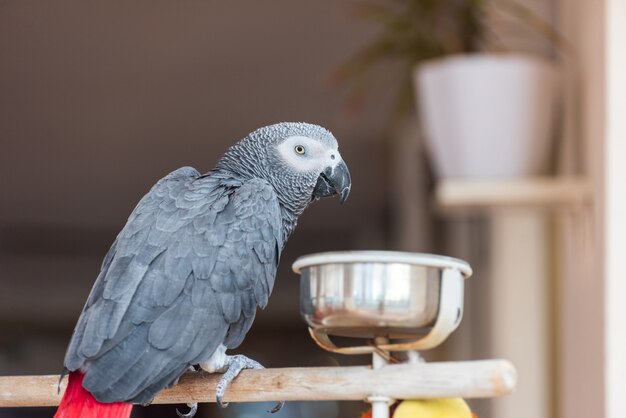 Binnenlandse papegaai in de keuken