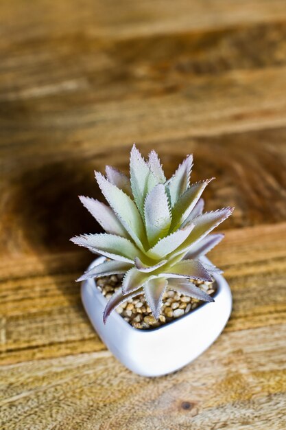 Binnenlandse plant - witte cactus succulent in een witte pot. Zijaanzicht