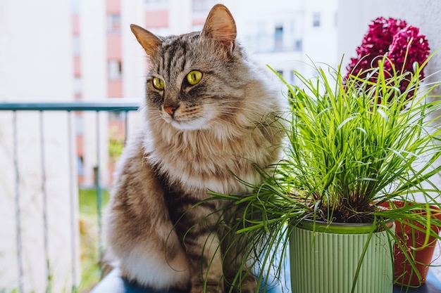 Binnenlandse pluizige kat met groene ogen zit in de buurt van bloempot met kattengras