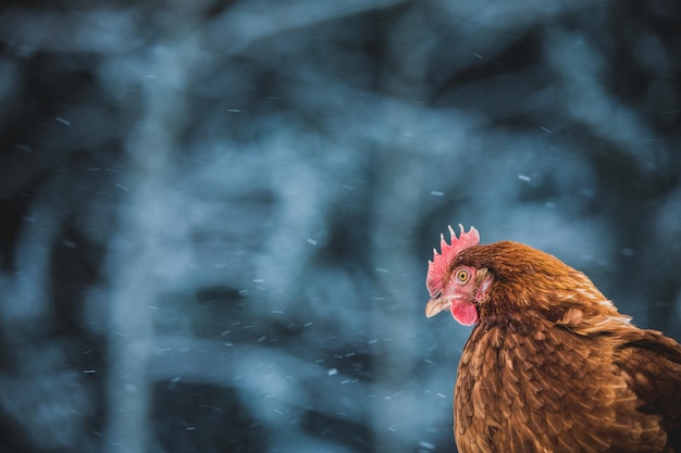 Binnenlandse Rustieke Eieren Kippenportret tijdens Winter Storm