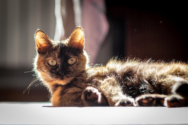 Binnenlandse schildpad bruine kat die op een vloer ligt selectieve focus