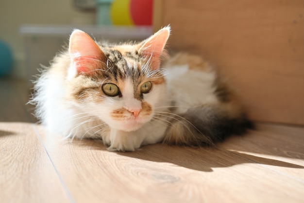 Binnenlandse tricolor kat liggend op de vloer in de kamer