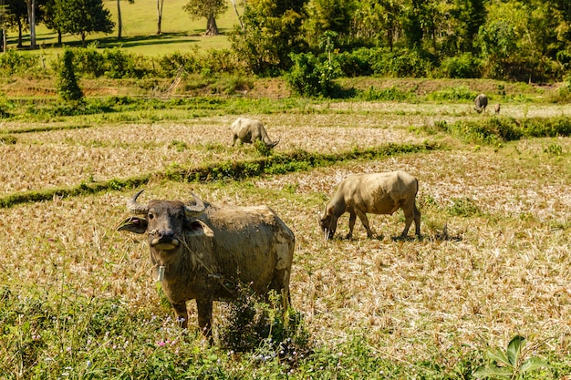 Binnenlandse waterbuffel bevindt zich in een padieveld en onderzoekt de camera, Laos