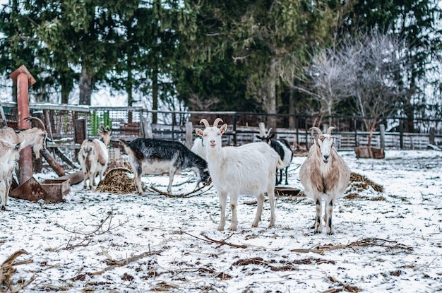 Binnenlandse witte geiten op een landelijke boerderij