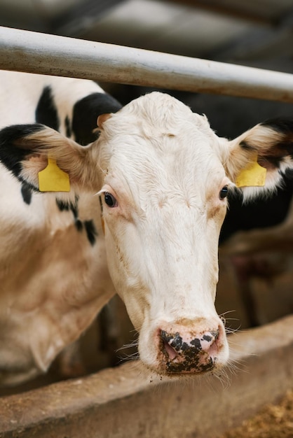 Binnenlandse witte koe op de boerderij