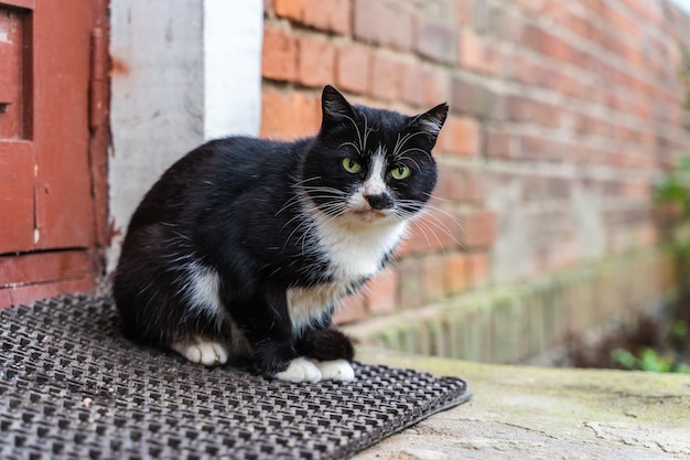 Binnenlandse zwart-witte kat IS zittend op het vloerkleed