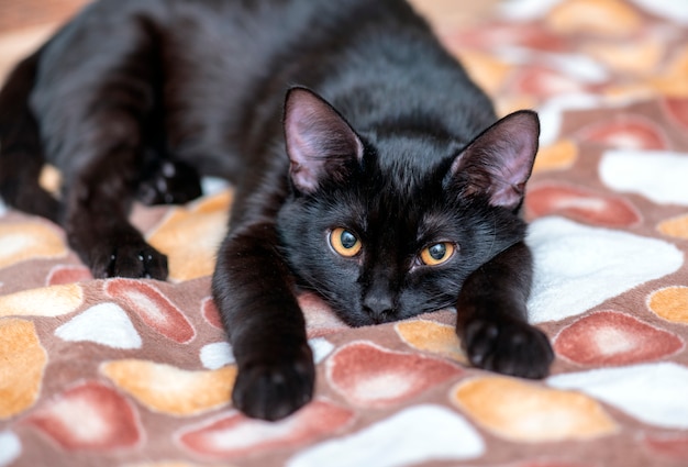 Binnenlandse zwarte kat die en op het bed kijkt ligt. Portret van zwarte kat thuis