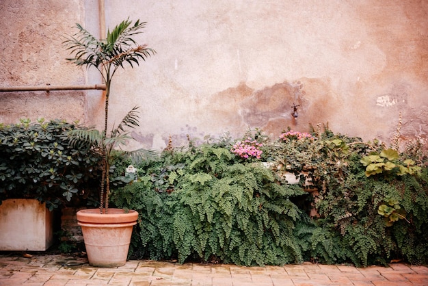 Binnentuin met potplanten en kruipende wijnstokken met oude geplateerde muur op de achtergrond